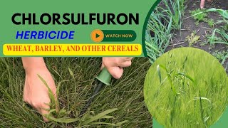 Chlorsulfuron Herbicide Chemistry Mode of Action Formulation and Uses in wheat barleycereals [upl. by Meg]