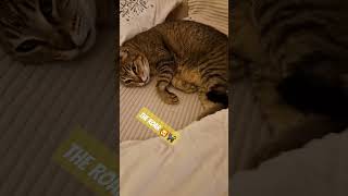 Roar  music cat shorts short youtubeshorts catlover lion trending [upl. by Odradlig]