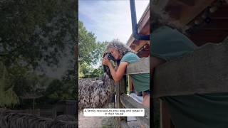 A family rescued an emu egg and raised it in their house animalshorts shortvideo [upl. by Nnad872]