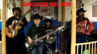 LOS GALLITOS DEL SUR  EN VIVO  LA YAQUESITA [upl. by Kacerek260]