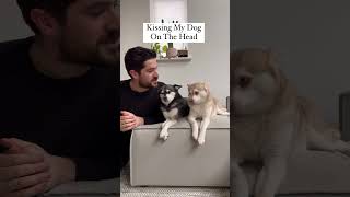 Dramatic Mini Husky Freaks Out When Owner Kisses Other Dog On The Head [upl. by Airres413]