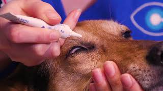 How to apply ointment to your dogs eyes [upl. by Alexa640]