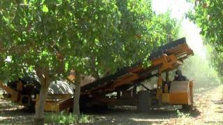 2010 Pistachio harvest [upl. by Eile]