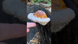 Polypore 💧 guttation fungi sensory asmr [upl. by Anilas]