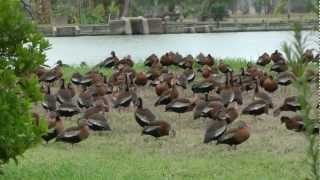 Blackbellied whistling ducks San Benito Texas 20130105 [upl. by Akalam]