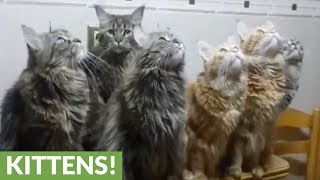 Maine Coons captivated by indoor insect cant stop quotchirpingquot [upl. by Brinson]