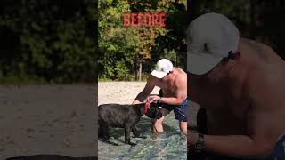 How to Teach Your Puppy to Swim [upl. by Bruning]