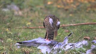 Sharpshinned Hawk eating a Rock Pigeon [upl. by Borgeson194]