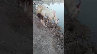 drinking 🐐🐐 water time goats dasrat thar [upl. by Yelnik]