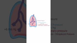 Transpulmonary Pressure  Quick Explanation [upl. by Levitus]