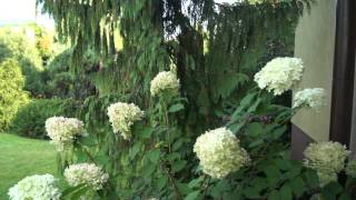 Hortensja bukietowa Limelight  Hydrangea panniculata [upl. by Harutak]