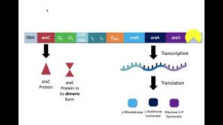 The Arabinose Operon [upl. by Yelyr]