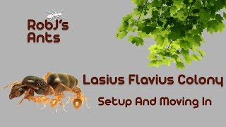 New Large Lasius Flavus Colony 2 Arrival And Move In [upl. by Sefton]