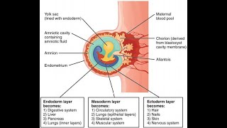 Dr Chikly’s Paradigm Shifts in Embryology PSE  A Clinical and Embodied Embryology Course [upl. by Nauqat562]