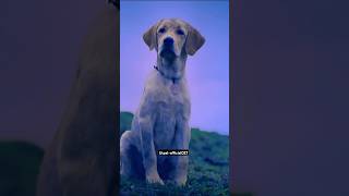 777caringCharlieFullScreenWhatsappStatusdogloveviralvideotrendingshortsdoglover [upl. by Oludoet]