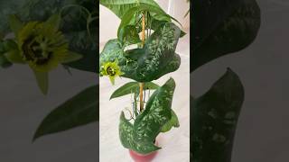 Passiflora coriacea Пассифлора летучая мышь [upl. by Lawson]