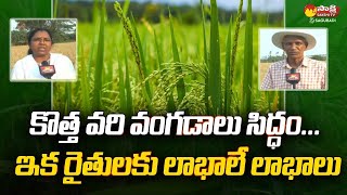 RNR 31479 New Paddy Variety Seeds Brings Huge Profits ANGRAU SakshiTVSagubadi [upl. by Lunetta]