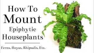 DIY PLANT MOUNTS  How To Mount Ferns Hoyas Etc [upl. by Collie26]