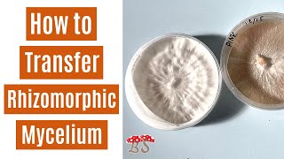 Rhizomorphic Transfer  Agar to Spawn Bag [upl. by Sachiko311]