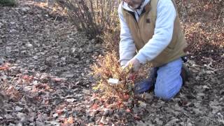 Pruning Potentilla [upl. by Neelrac645]