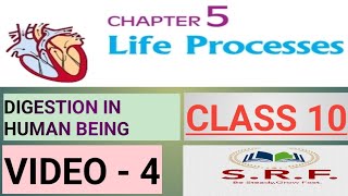 Digestion in human being class10 ncert srf  part 4  Life Processes [upl. by Mollee]