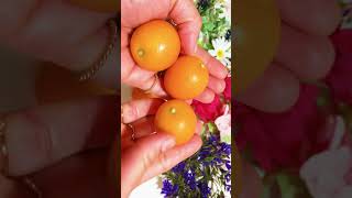 JAPANESE KUMQUAT FRUIT 金柑 [upl. by Jaddan]