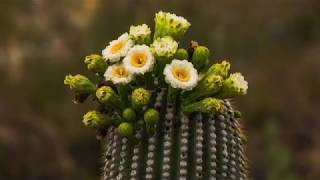 Saguaro Cactus National Park Arizona 4K Sony FDRAX53 Video [upl. by Ardnossak]