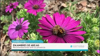 Enjambres de abejas Recomendaciones ante su presencia [upl. by Aynatal]