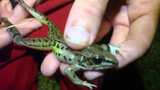 Southern Leopard Frog [upl. by Lilahk]