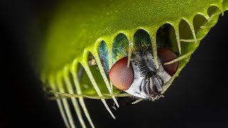 DEADLY Carnivorous Plants Worlds Most Spectacular Plants episode 3 of 14 [upl. by Aihsemat467]