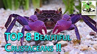 Top 8 Beautiful Crustaceans [upl. by Ahsi969]