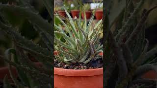 Aloe Humilis from My Cactus amp Succulents Plants Collection [upl. by Fair]