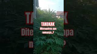 TAKOKAK Solanum torvum foryou [upl. by Atalante]