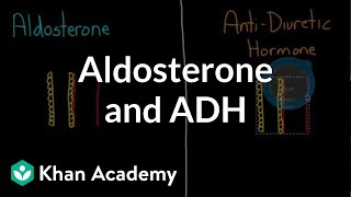 Aldosterone and ADH  Renal system physiology  NCLEXRN  Khan Academy [upl. by Carley]