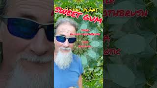 🌳SWEET GUM🌳Survival Plant🪴 Series PART 3 [upl. by Natalia]