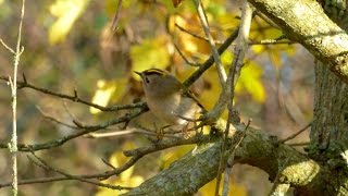 The Goldcrest and its call [upl. by Enneirdna136]