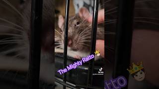 The Mighty Ratto rats ratlife [upl. by Ahsitnauq]