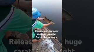 Release on huge Saratoga fishing saratoga [upl. by Tiernan628]