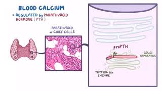 PTH synthesis [upl. by Laet]
