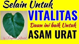 Daun Binahong Untuk Asam Urat dan Organ Dalam Lainnyajuga untuk Jerawat [upl. by Abeu221]