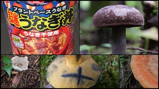 孤独のきのこグルメ ４種のきのこを採って謎うなぎ丼を魔改造する 20240724 【土用の丑の日】 [upl. by Varien996]