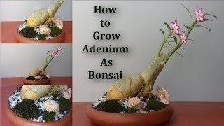 How to Grow Adenium As Bonsai at Home  Easy Way to Make Adenium or Desert Rose BonsaiGREEN PLANTS [upl. by Eniarral]