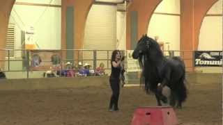 FRIESIAN STALLION UNBELIEVABLE Frederik the Great [upl. by Emmie]