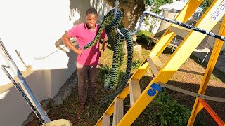 Deadly Boomslang Caught in their Garden [upl. by Nagem]