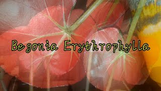 Begonia Erythrophylla quotBeefsteakquot [upl. by Adiel]