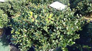 Ilex crenata Bennetts Compact Japanese Holly  GLOSSY Evergreen Foliage LOW Maintenance [upl. by Sternberg59]