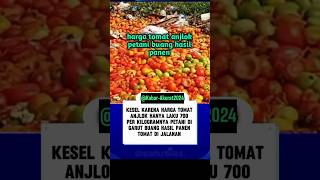 HARGA TOMAT ANJLOK PETANI BUANG HASIL PANENshortvideo trending fyp [upl. by Sirret792]