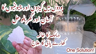 Cheap Organic Liquid Pesticide for All Plants  Natural Remedy for Hard Water  Khare Pani ka Ilaj [upl. by Wylde]