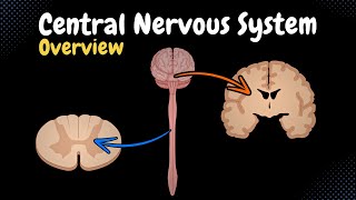 Overview of the CNS Pars Neurons Neuroglia White amp Grey Matter Development  Anatomy [upl. by Isyad]