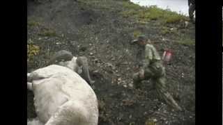 Archery Dall Sheep Hunt  MossBack [upl. by Annoeik229]